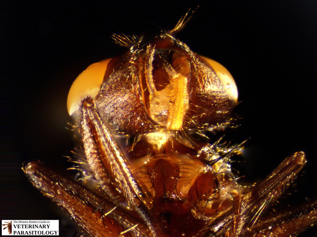 Oestrus sp. Flies - MONSTER HUNTER'S GUIDE TO: VETERINARY PARASITOLOGY